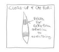 Close-up of Cat Fur