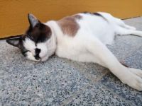 Cat3