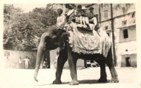 elephant ride