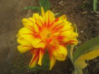 tulpe1