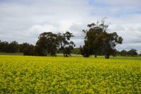 Canola