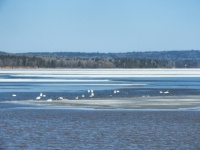 Part of the gathering of the swans on Lake Superior