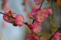 Spring (Prunus Triloba)