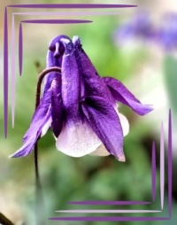 💗 Time for Aquilegia 💗