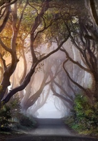 Misty tunnel of intertwining trees