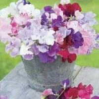 sweet peas