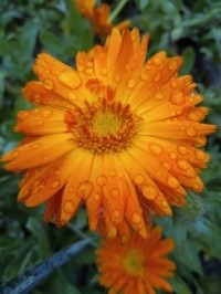 Calendula with water drops