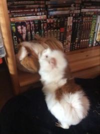 Guinea pigs