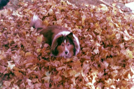 Lily in the Leaves