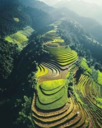 Rice fields in Sapo, Vietnam