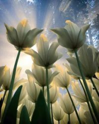 Sunshine and Tulips