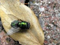 groene vlieg - green fly on a leaf in my garden