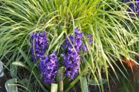 Hyacinths and Grass