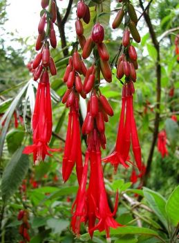 RED BOLIVIAN FUCHSIA...RARE FLOWER FROM THE ANDES MOUNTAINS...