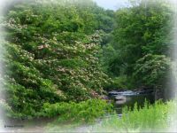 Along the Run