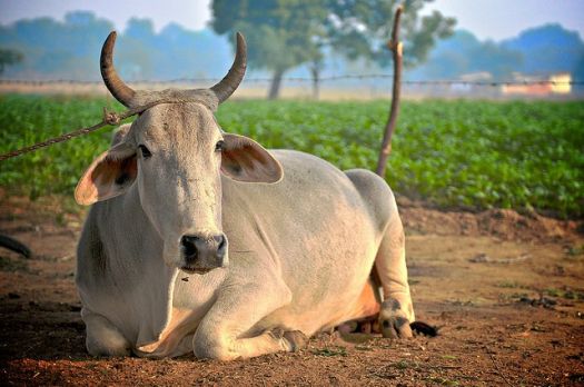 The sacred cows of India