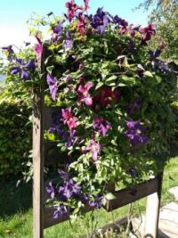 Flowers for today :-)