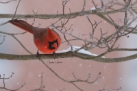Snowy Day Cardinal