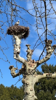 Storks