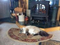 Cat keepin warm