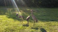SANDHILL CRANE FAMILY