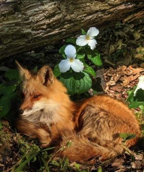 Liška_Fox