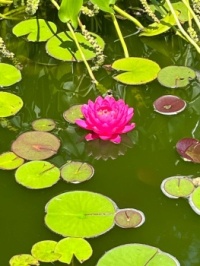 My waterlily