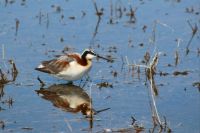 Wilson's Phalarope