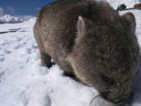 Wombat