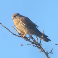 Kestrel