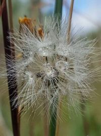 Crepis atrabarba - slender hawksbeard sharp