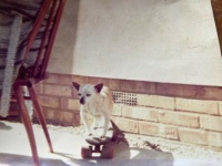 Zeta on her skare board