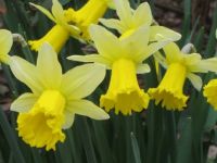daffs to chase the winter blues