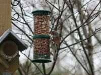 Male Chaffinch on our feeder