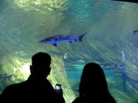 Ridleys Aquarium in Toronto