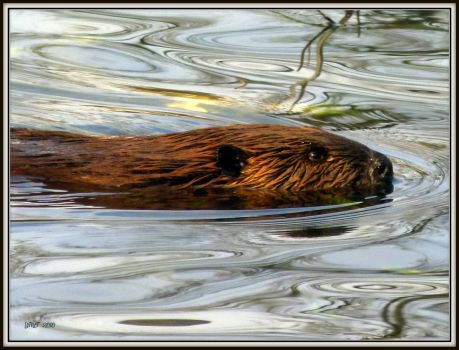 Beaver at Horicon Marsh