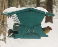 action at the birdfeeder
