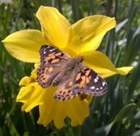 Daffodil with butterfly (2).