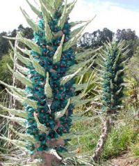 BLUE PUYA-FROM CHILI...