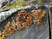 Fungus on Doug Fir