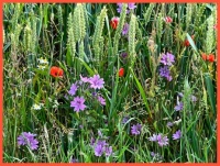Flowers among the grain.