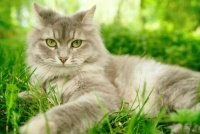 Cute cat