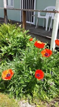 poppies