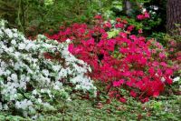 Azaleas