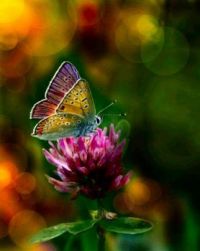 Wild for Wildlife and Nature - Butterfly - Kids