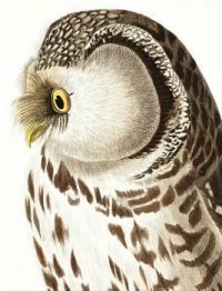 TENGMALMS OWL