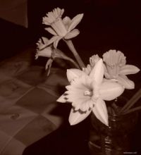 Daffodils ~ MelanieJoy