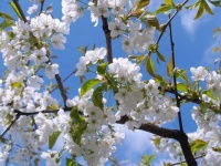 Cherry Bough