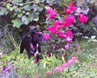 Ringo in Roses