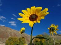 Sunflower & Blur Sky